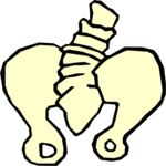 Hip & Spine