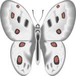 Butterfly 101