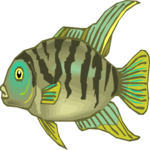 Cichlid - Convict Male
