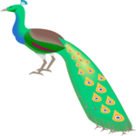 Peacock 2