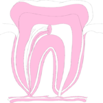Tooth
