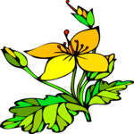 Great Yellow Gentian
