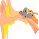 Ear 1