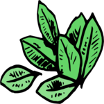 Leaves 27