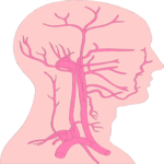 Vasculature - Head