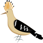 Hoopoe 1