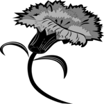 Carnation 3