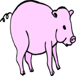 Pig 12