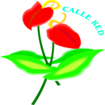 Calle Red