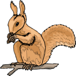 Squirrel 18