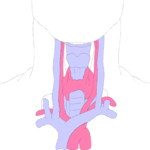 Neck & Throat