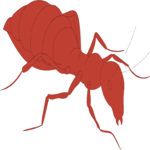 Ant 05