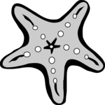 Starfish 05