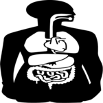 Internal Organs 5