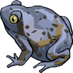 Frog 31