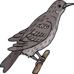 Blackbird 1