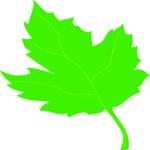 Leaf 077