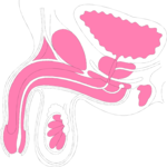 Reproductive - Male 2