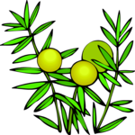 Leaves 67