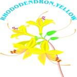 Rhododendron - Yellow