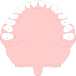 Teeth