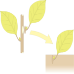 Transplant 1