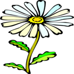 Camomile 4