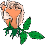 Rose 72