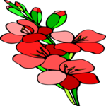 Gladiolas 5