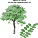 White Acacia
