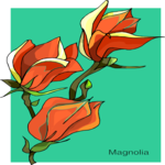 Magnolia 5