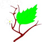 Hawthorn