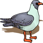 Pigeon 09