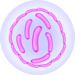 Sausage Links 7