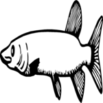 Fish 017