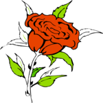 Rose 23