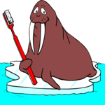 Dental - Walrus