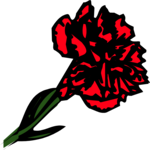 Carnation 2
