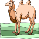 Camel 13