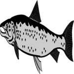 Fish 021