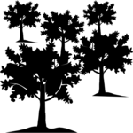 Trees 24