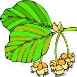 Leaves 79