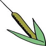 Cattail 2
