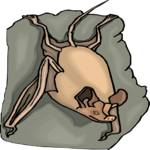 Bat 20