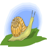 Snail 12