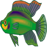 Cichlid - Dwarf 8