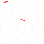 Heart 1