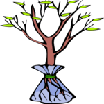 Tree 146