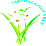 Narcissus - Poet's Hair