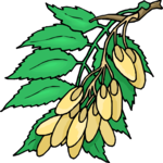 Plant 126